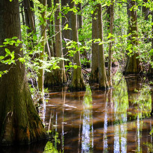 Trap Pond State Park